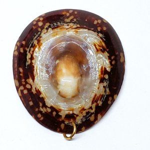 Iridescent Limpet Shell Pendant Seashell Real Natural Necklace Cymbula Oculus 2"